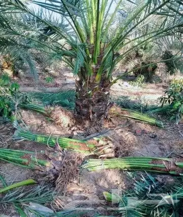 نخيل للبيع خلاص وسكري برحي 4