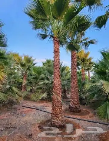 شبك نخيل نخل واشنطني لزينه شبوك 7