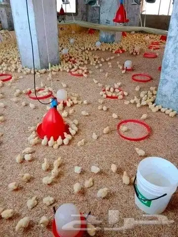 انا مشرف وخبير علي مزارع الدجاج التسمين 2