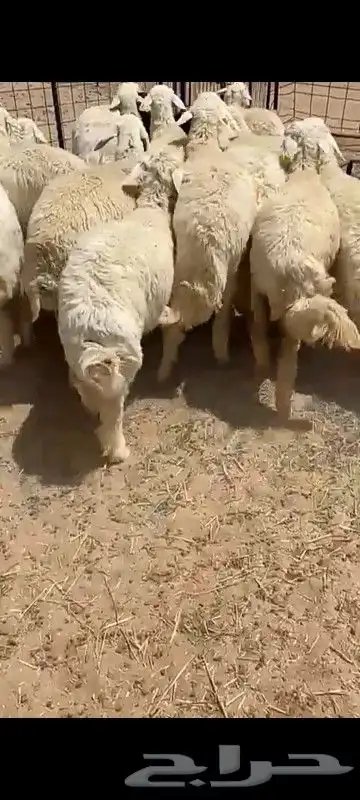 للبيع حريات كلها جذعات العدد 23 الأعمار 8 شهور وفوق الموق 0