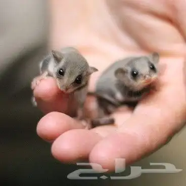 سناجب قزمة صغيره وآليفه بألوان نوادر 8