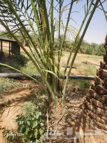 نخل مثمر 0