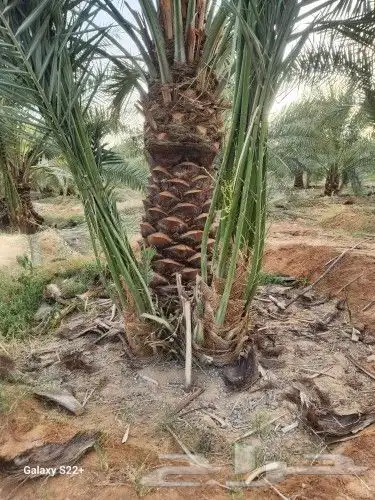 نخل مثمر 1