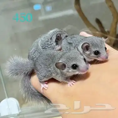سناجب قزمة صغيره وآليفه بألوان نوادر 1