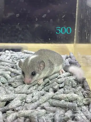 سناجب قزمة صغيره وآليفه بألوان نوادر 2
