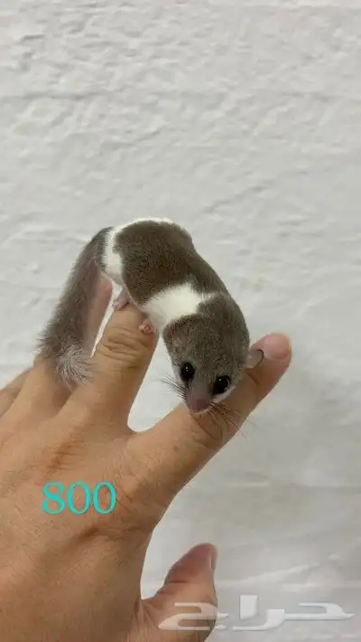 سناجب قزمة صغيره وآليفه بألوان نوادر 3