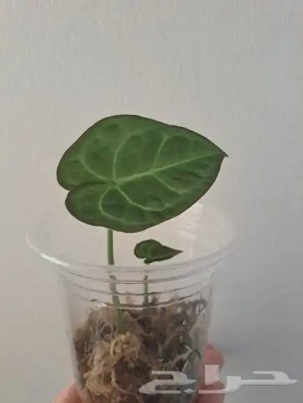 نبتة داخلية أنثوريوم كلارينرفيوم Anthurium Clarinervium 2