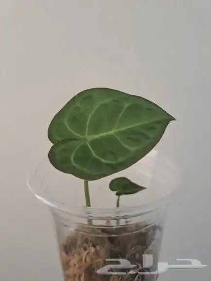 نبتة داخلية أنثوريوم كلارينرفيوم Anthurium Clarinervium 1
