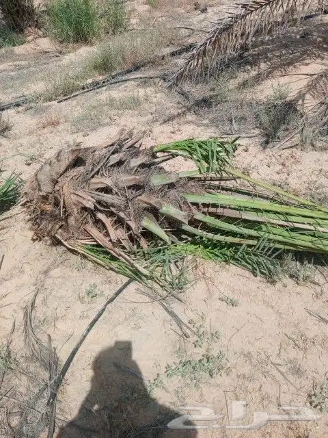 نخل فصائل للبيع 2