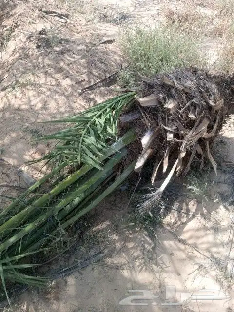 نخل فصائل للبيع 1