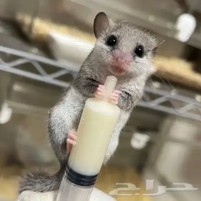 سناجب قزمة صغيره وآليفه بألوان نوادر 7