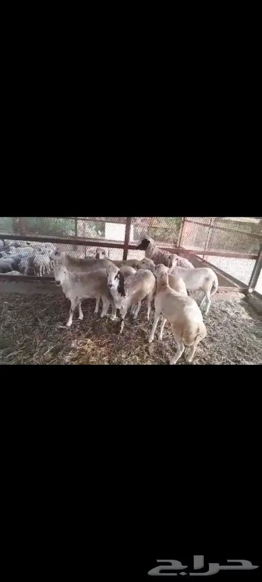 خرفان بلادي بضاعه ومناظر منشأ الله الرحمن 1