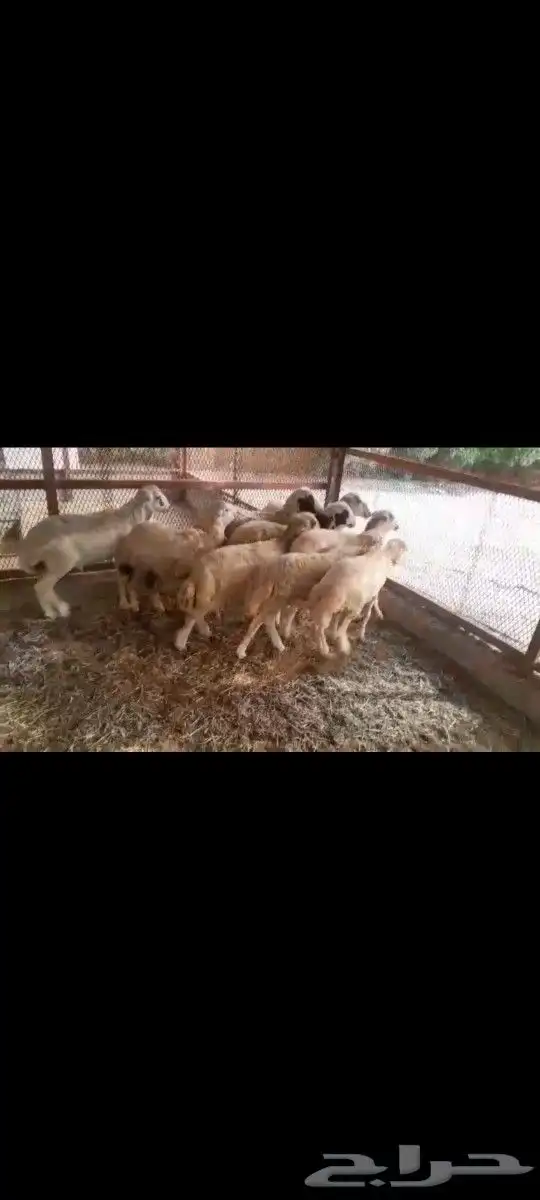 خرفان بلادي بضاعه ومناظر منشأ الله الرحمن 2