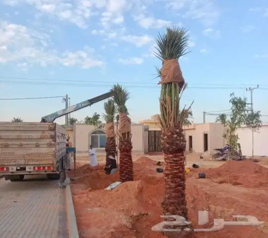 يوجد لدينا جميع انواع أنخيل الواشنطن زينه 5