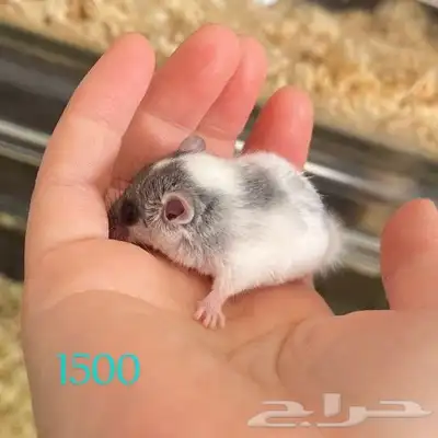 سناجب قزمة صغيره وآليفه بألوان نوادر 4