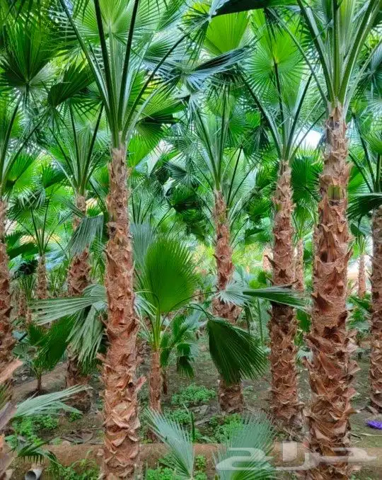 يوجد لدينا جميع انواع أنخيل الواشنطن زينه 0