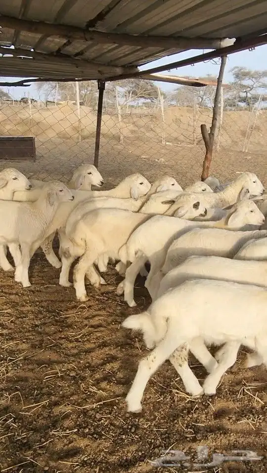 بهم تربية حري طليان نظيف(تم البيع) 4