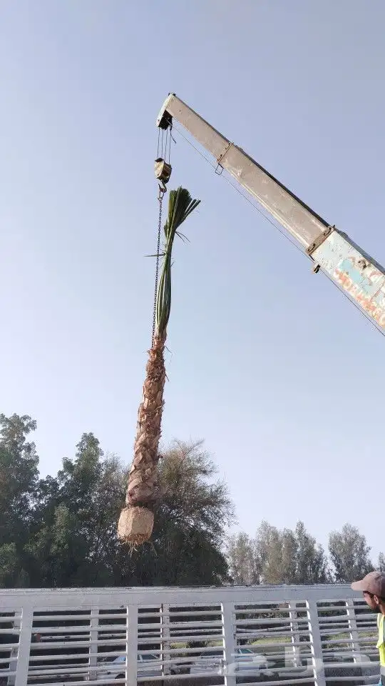 يوجد لدينا جميع انواع أنخيل الواشنطن زينه 2