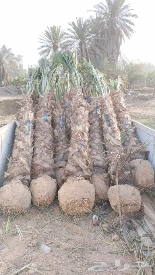 يوجد لدينا جميع انواع أنخيل الواشنطن زينه 1