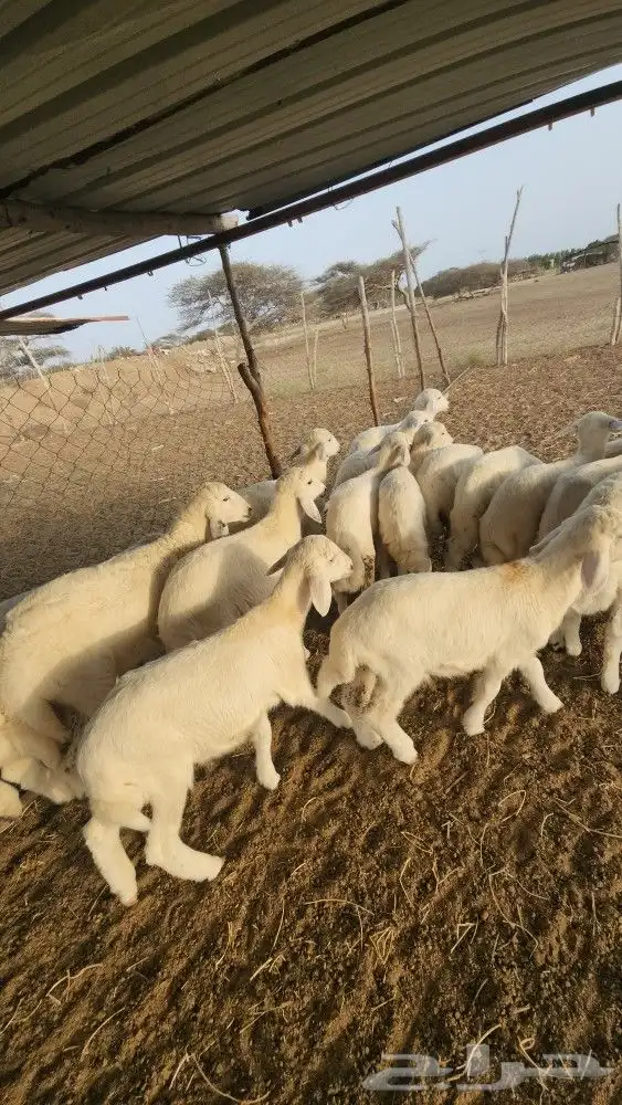 بهم تربية حري طليان نظيف(تم البيع) 1