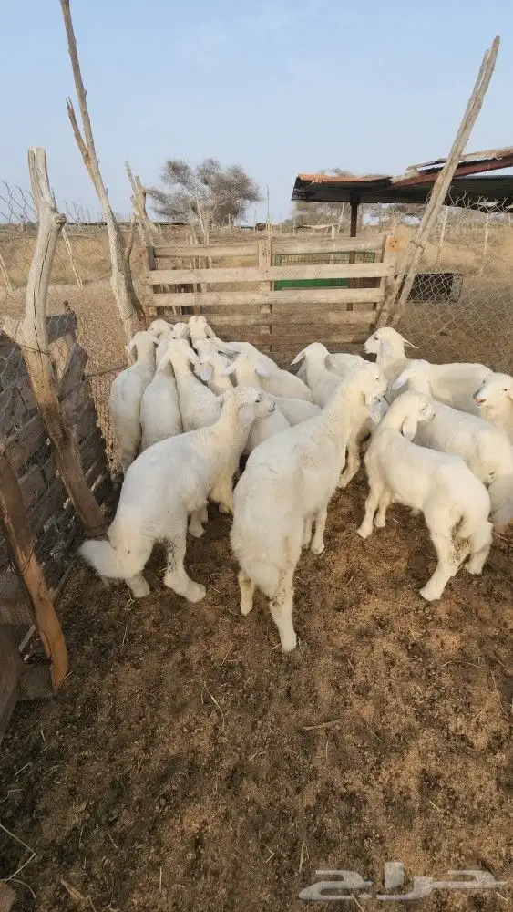 بهم تربية حري طليان نظيف(تم البيع) 0