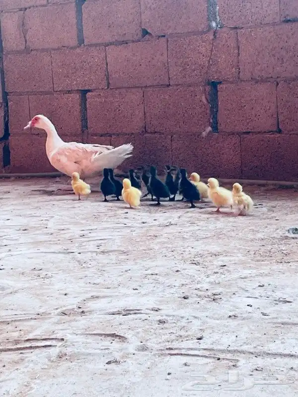 بطه مصري مع صيصانها 0