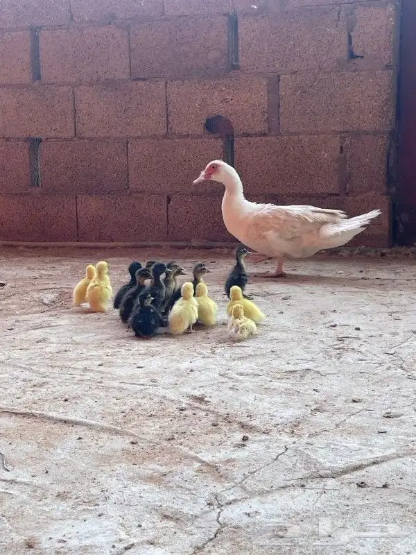 بطه مصري مع صيصانها 3