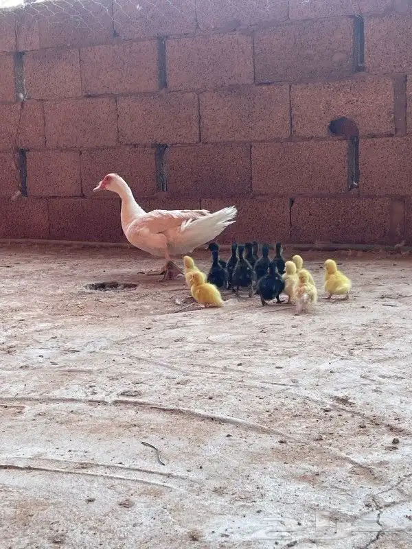 بطه مصري مع صيصانها 2