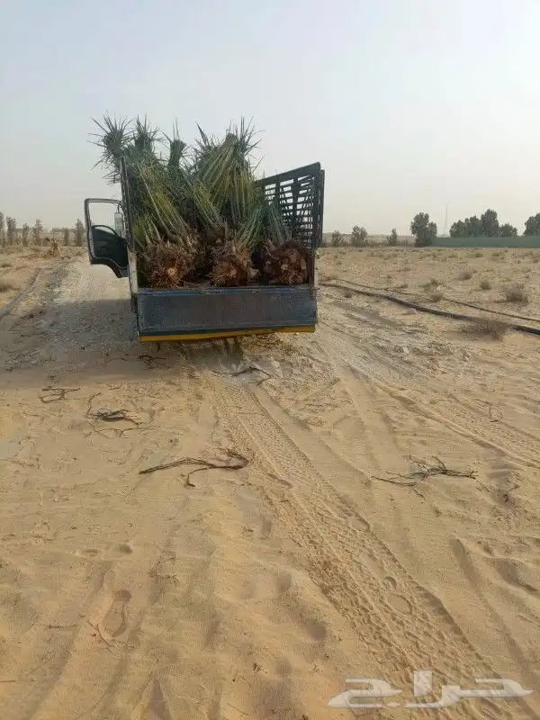 نخل فصائل للبيع 5