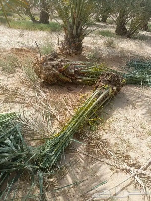 نخل فصائل للبيع 4