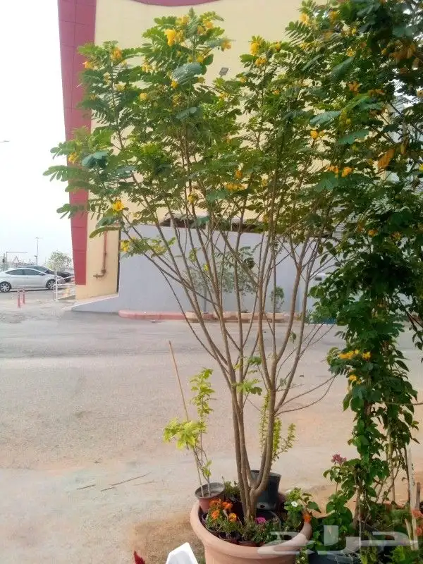 تنسيق حدائق 0