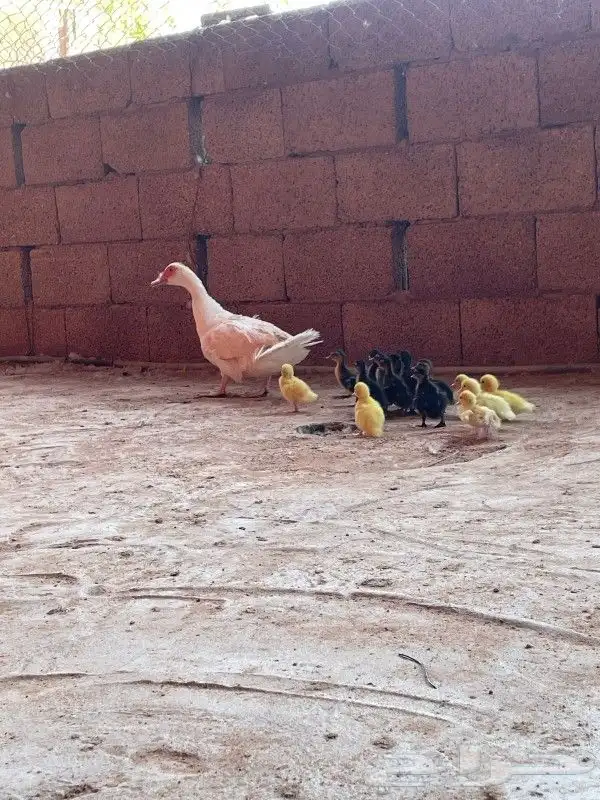 بطه مصري مع صيصانها 1