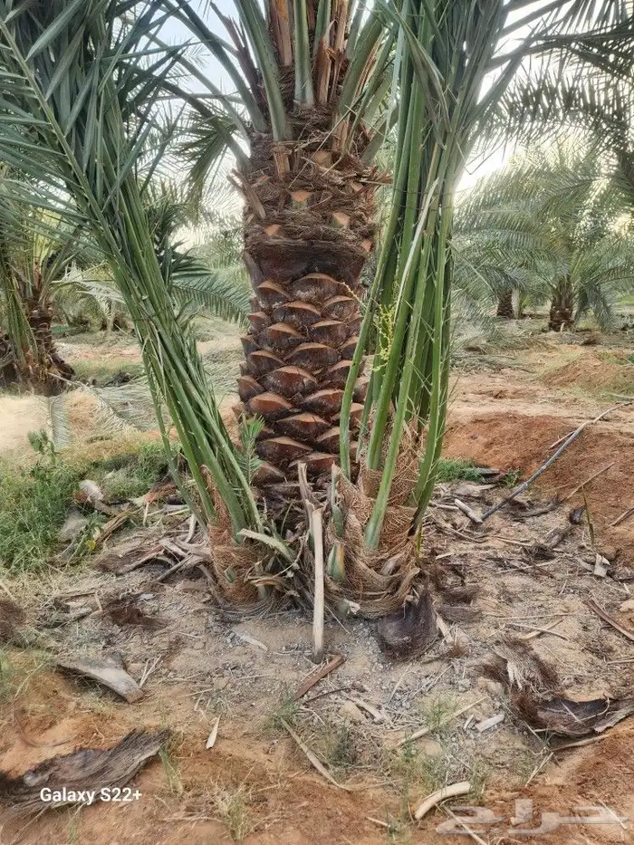 نخل مثمر 6