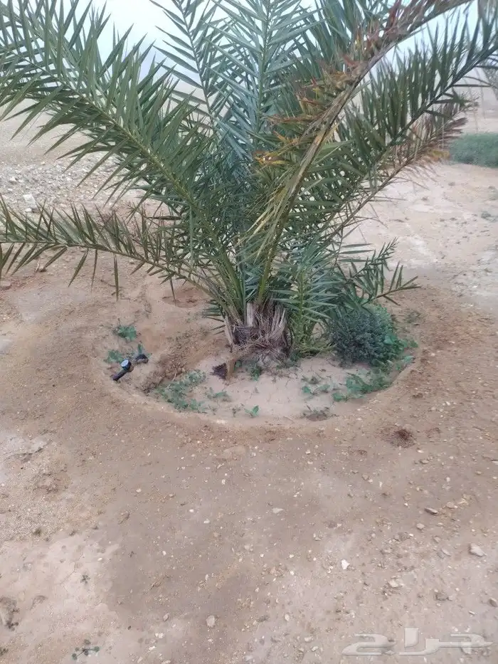 نخيل للبيع خلاص وسكري برحي 3
