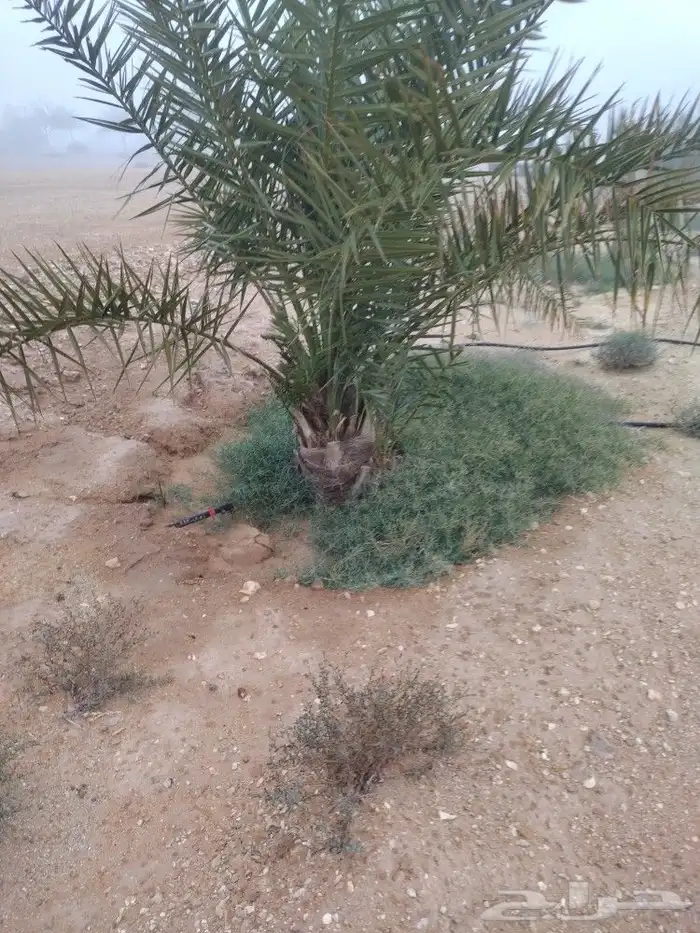 نخيل للبيع خلاص وسكري برحي 1