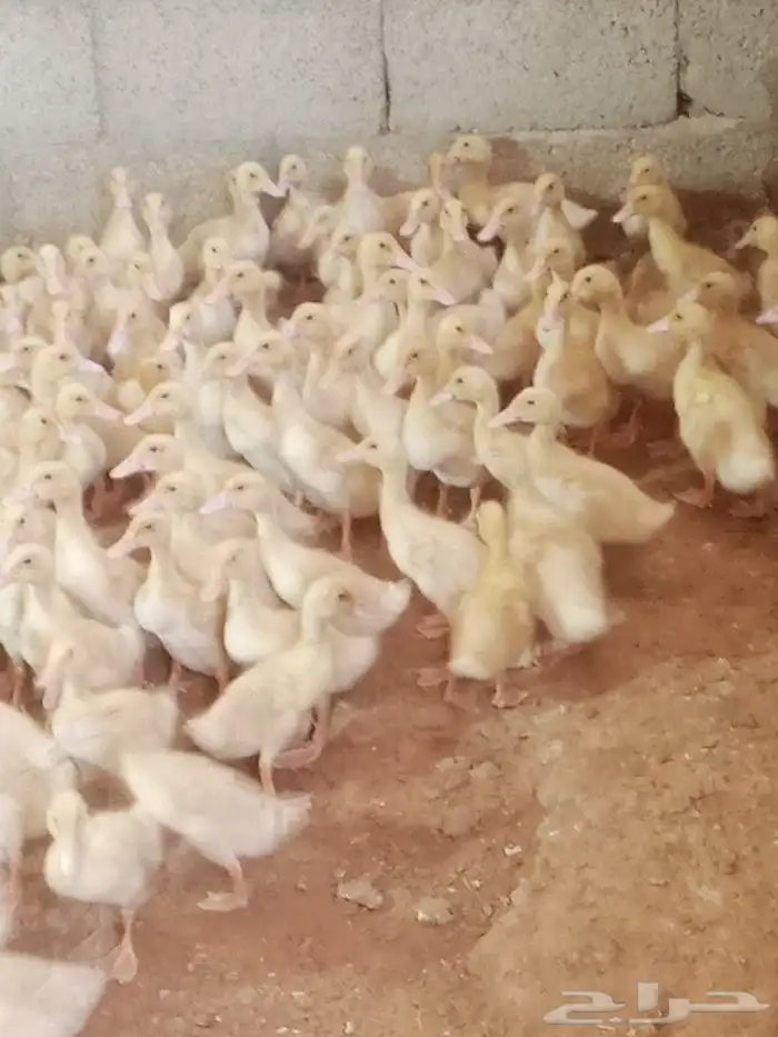 صوص بط بكيني 0