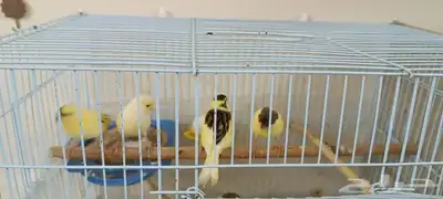 تم البيع 3