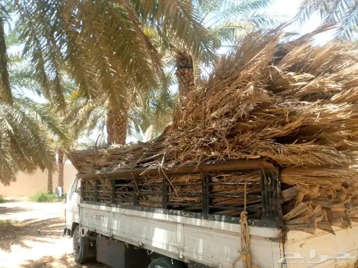 في ضواحي الخرج جريد ومظلات للبيع 2