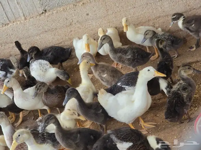 بط خضيري وبكيني ودجاج فيومي ذهبي 13