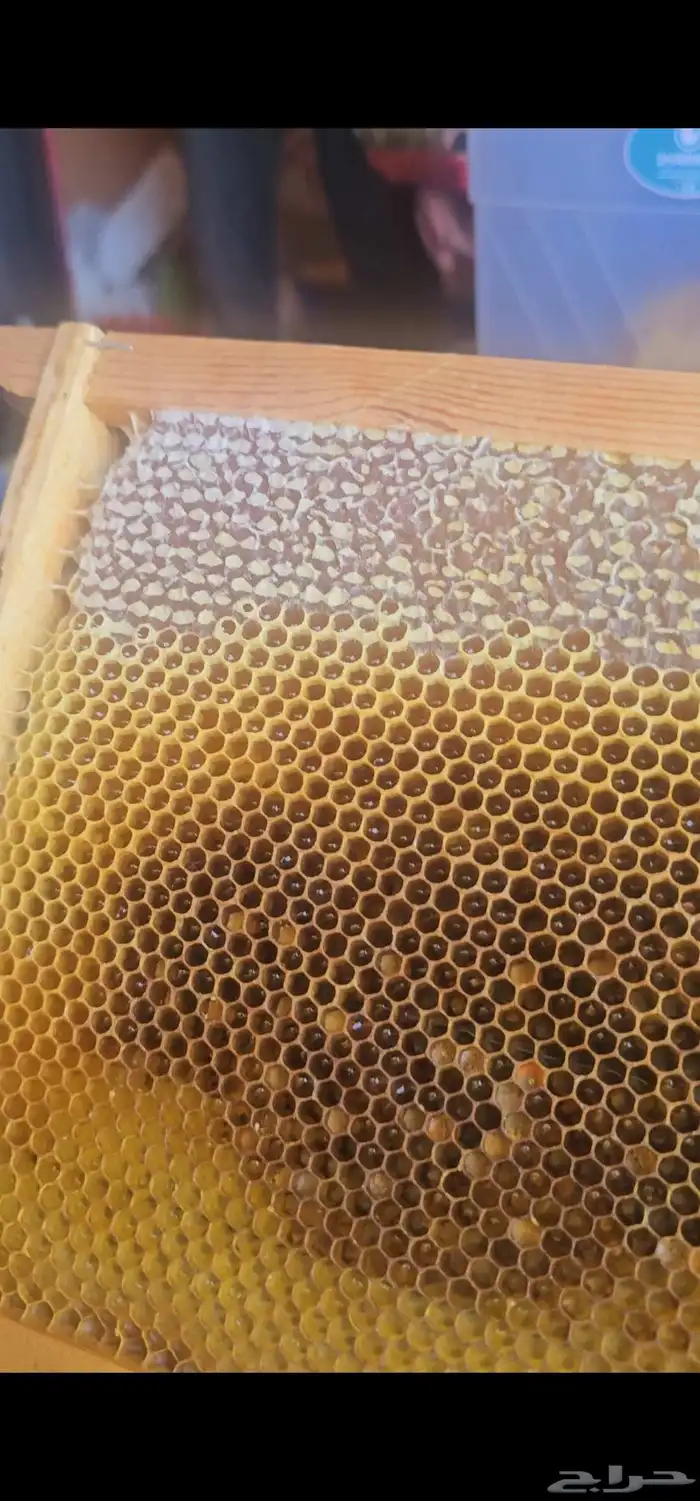 عسل سدر جودة وريحة وطعم من انتاجي 1