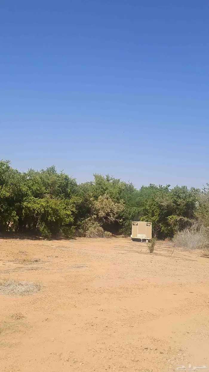 عسل سدر جودة وريحة وطعم من انتاجي 3