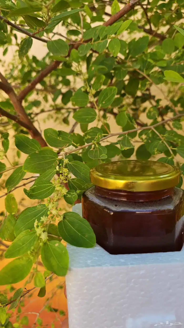 عسل سدر جودة وريحة وطعم من انتاجي 4