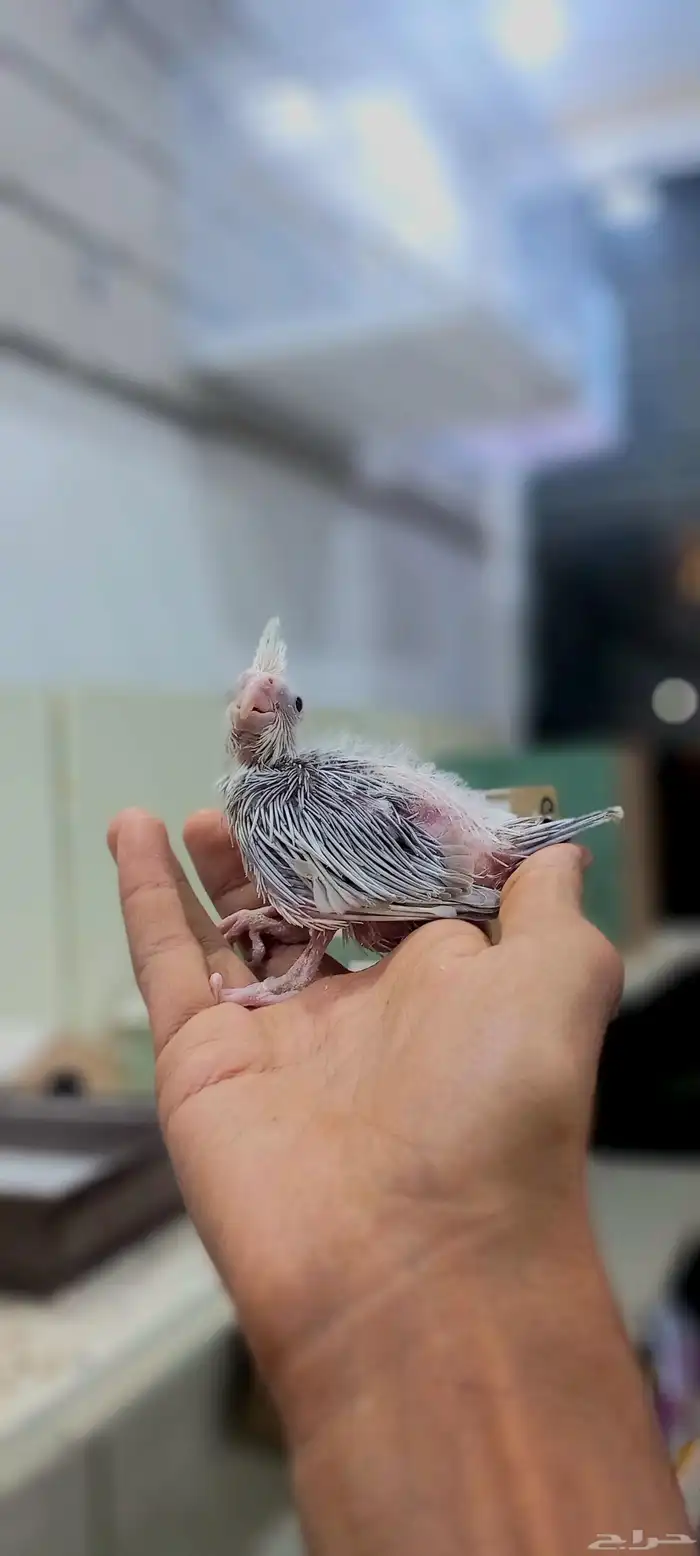 فروخ كروان لهواية الغر والهدد 2