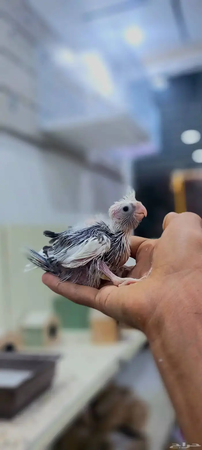 فروخ كروان لهواية الغر والهدد 1