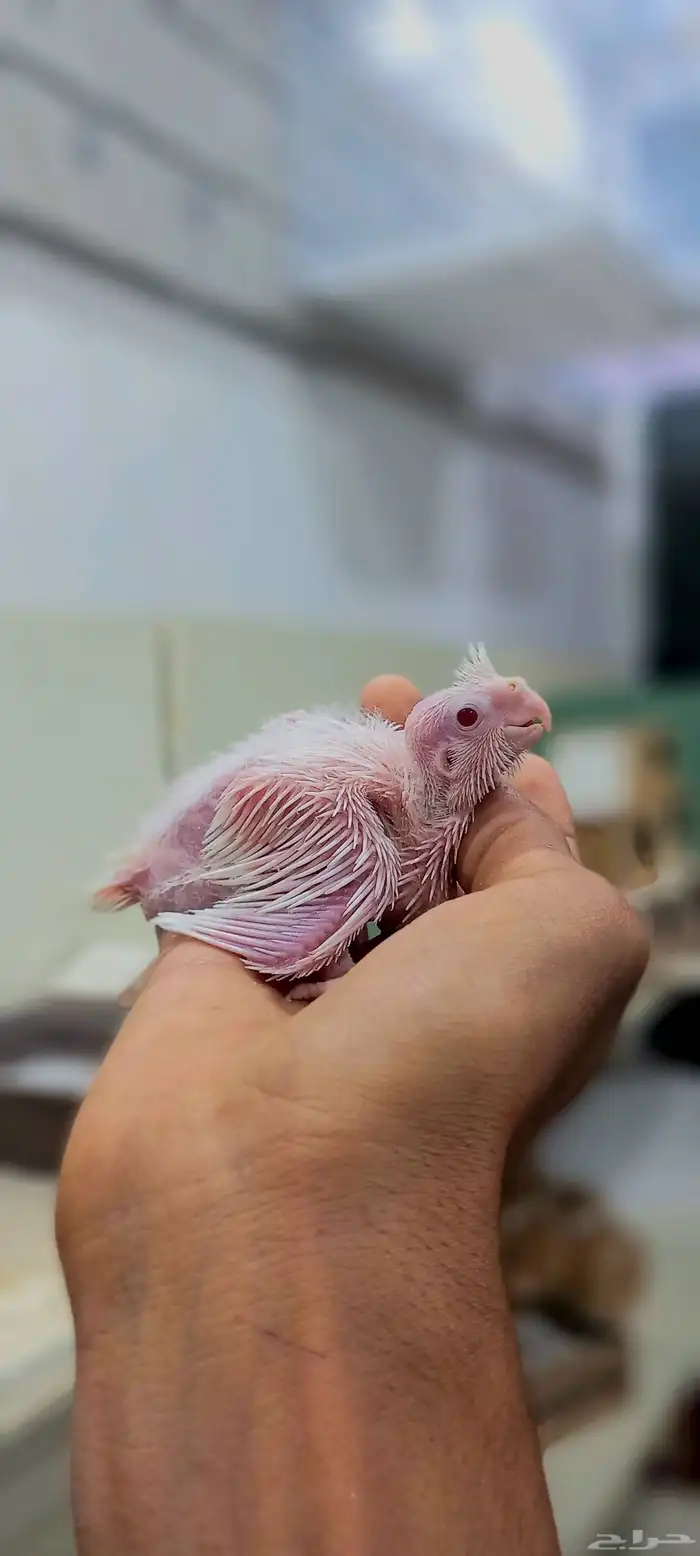 فروخ كروان لهواية الغر والهدد 7