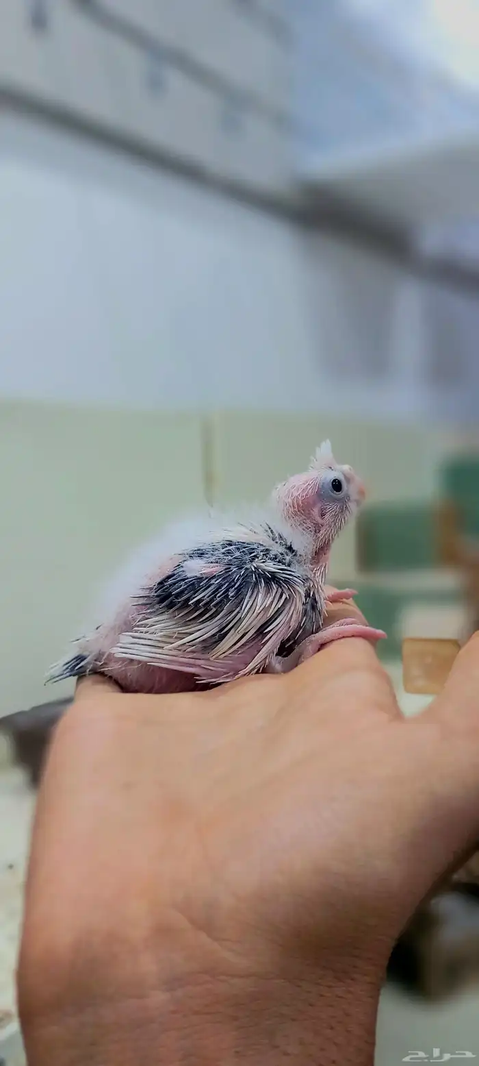 فروخ كروان لهواية الغر والهدد 5