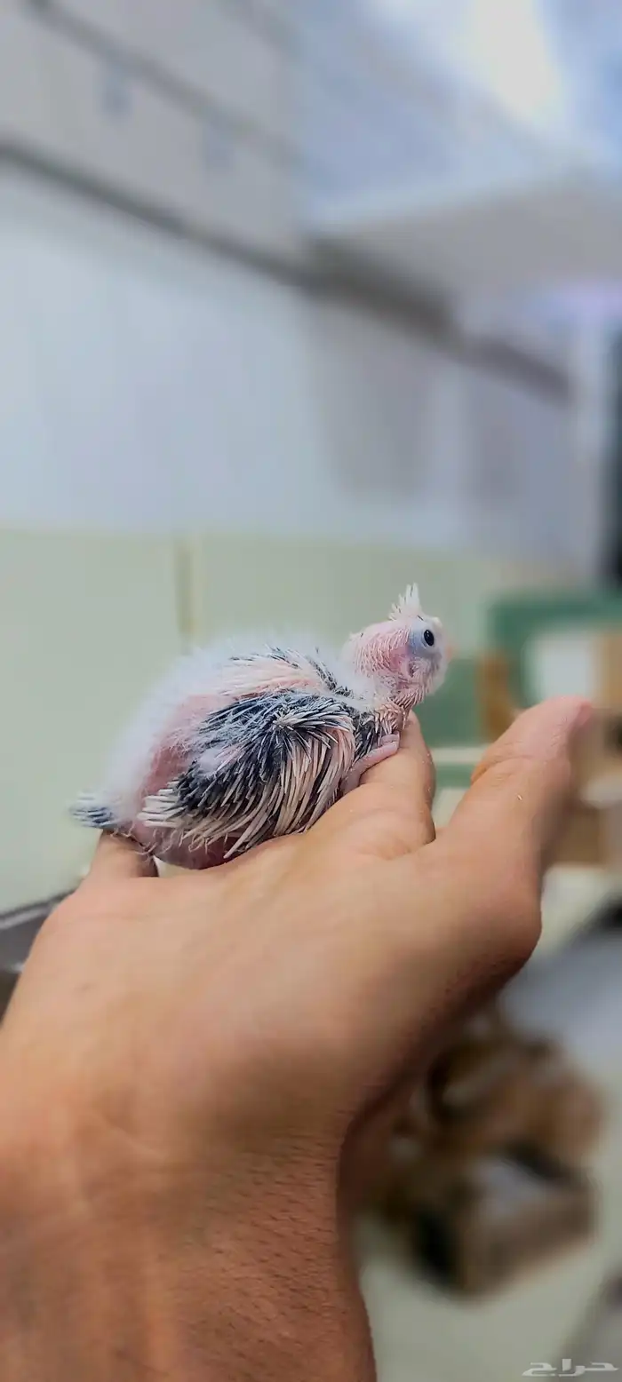 فروخ كروان لهواية الغر والهدد 4