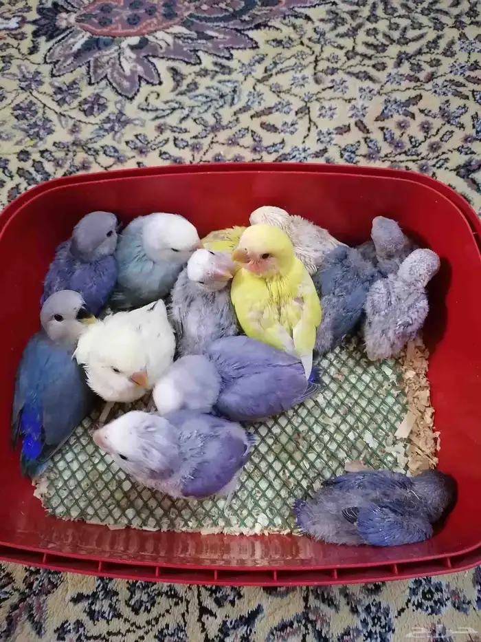 14 فرخ روز ((تم البيع)) 0