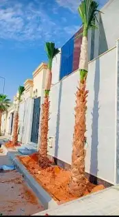 نخل واشنطن زينه نقوم بتوريد وتركيب وصيانة 0