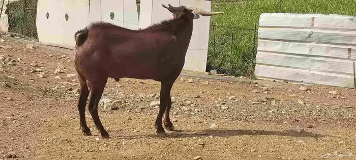 تيس فحل مشروط وحار في الضراب 0